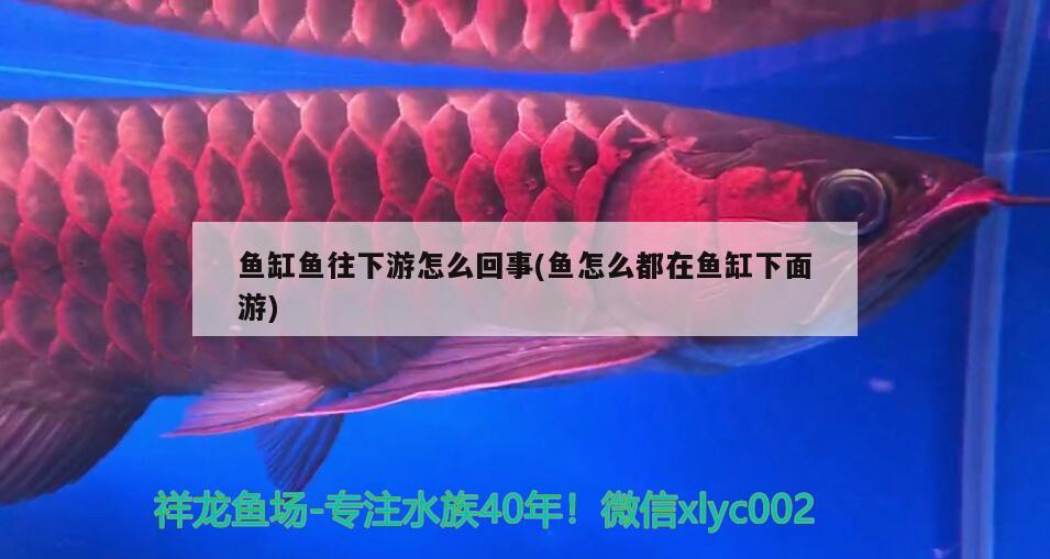 魚缸魚往下游怎么回事(魚怎么都在魚缸下面游)