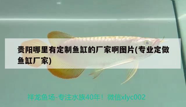 貴陽(yáng)哪里有定制魚(yú)缸的廠家啊圖片(專業(yè)定做魚(yú)缸廠家) 申古三間魚(yú)