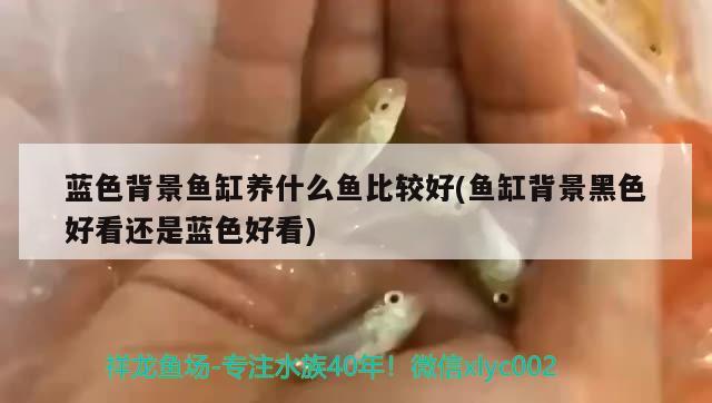 藍(lán)色背景魚(yú)缸養(yǎng)什么魚(yú)比較好(魚(yú)缸背景黑色好看還是藍(lán)色好看)