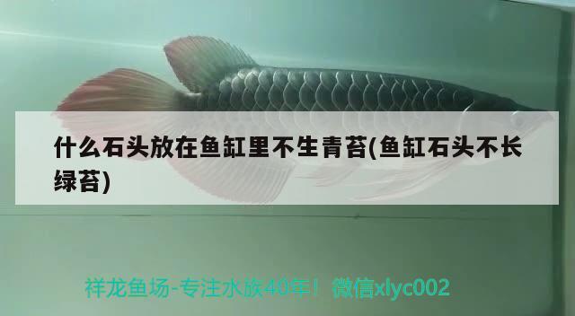 什么石頭放在魚缸里不生青苔(魚缸石頭不長綠苔) 黑云魚