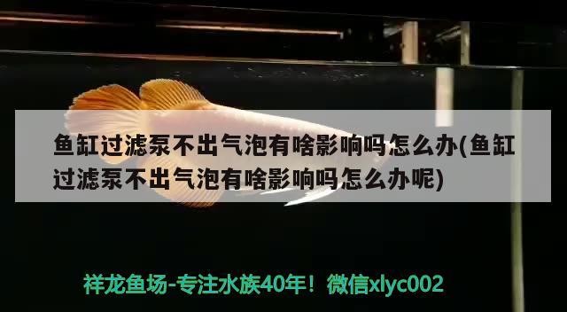 魚缸過濾泵不出氣泡有啥影響嗎怎么辦(魚缸過濾泵不出氣泡有啥影響嗎怎么辦呢) 鐵甲武士