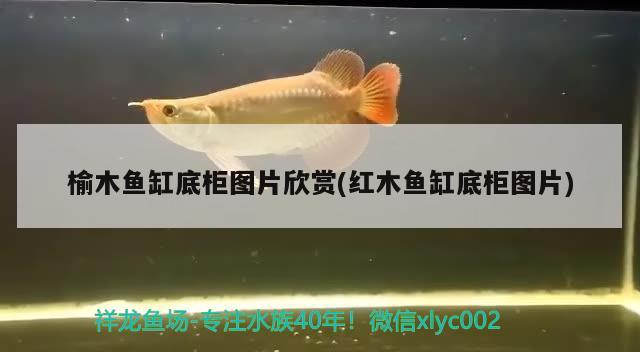 榆木魚缸底柜圖片欣賞(紅木魚缸底柜圖片) 祥龍魚場(chǎng)