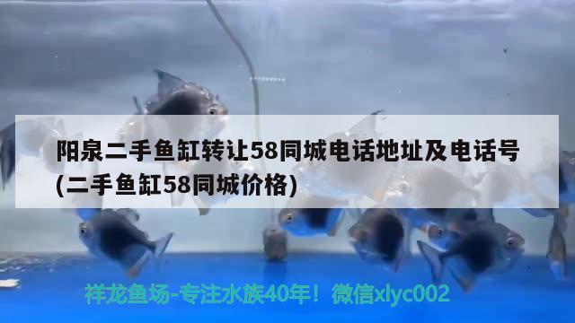 陽泉二手魚缸轉讓58同城電話地址及電話號(二手魚缸58同城價格) 黃金貓魚