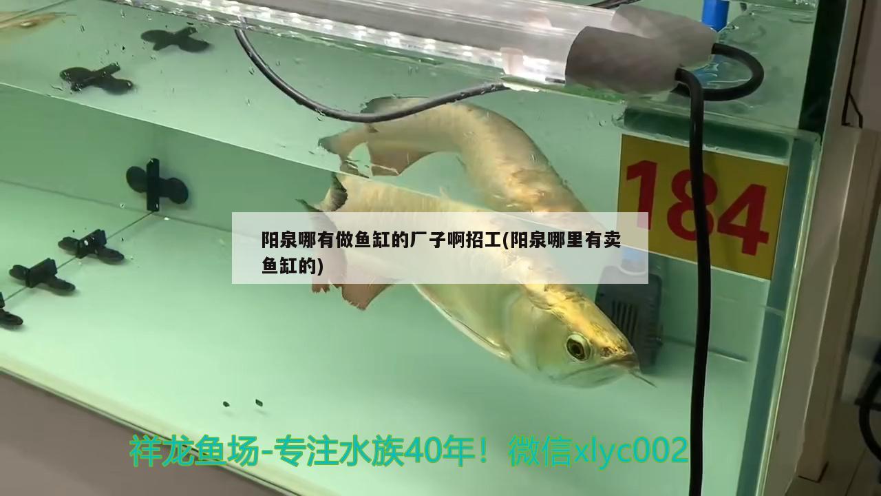 陽泉哪有做魚缸的廠子啊招工(陽泉哪里有賣魚缸的) 祥龍龍魚專用水族燈