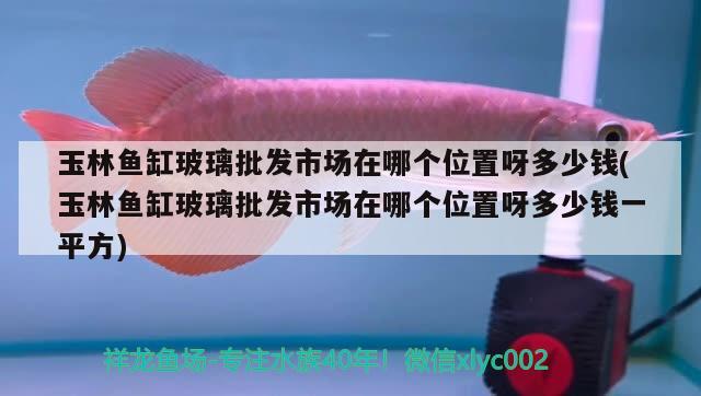 玉林魚(yú)缸玻璃批發(fā)市場(chǎng)在哪個(gè)位置呀多少錢(qián)(玉林魚(yú)缸玻璃批發(fā)市場(chǎng)在哪個(gè)位置呀多少錢(qián)一平方) 鴨嘴鯊魚(yú)