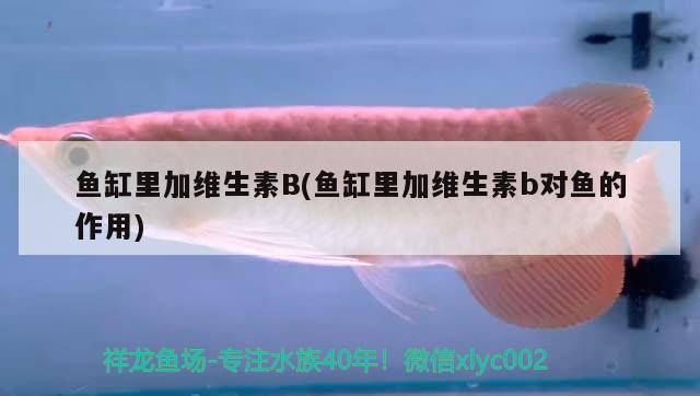 魚缸里加維生素B(魚缸里加維生素b對魚的作用) 過濾設(shè)備