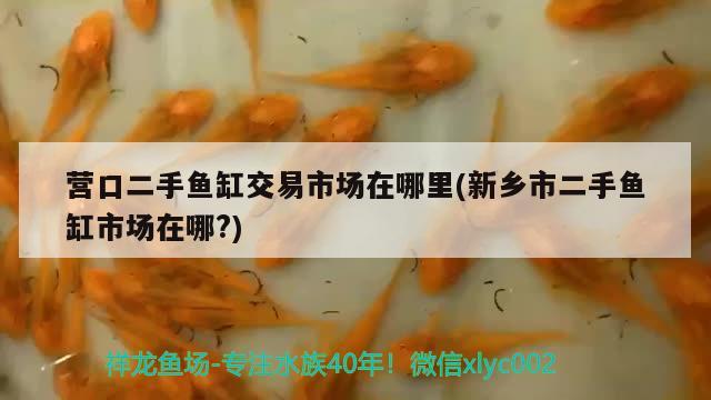 營口二手魚缸交易市場在哪里(新鄉(xiāng)市二手魚缸市場在哪?)