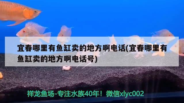 宜春哪里有魚缸賣的地方啊電話(宜春哪里有魚缸賣的地方啊電話號(hào)) 狗仔（招財(cái)貓)魚苗