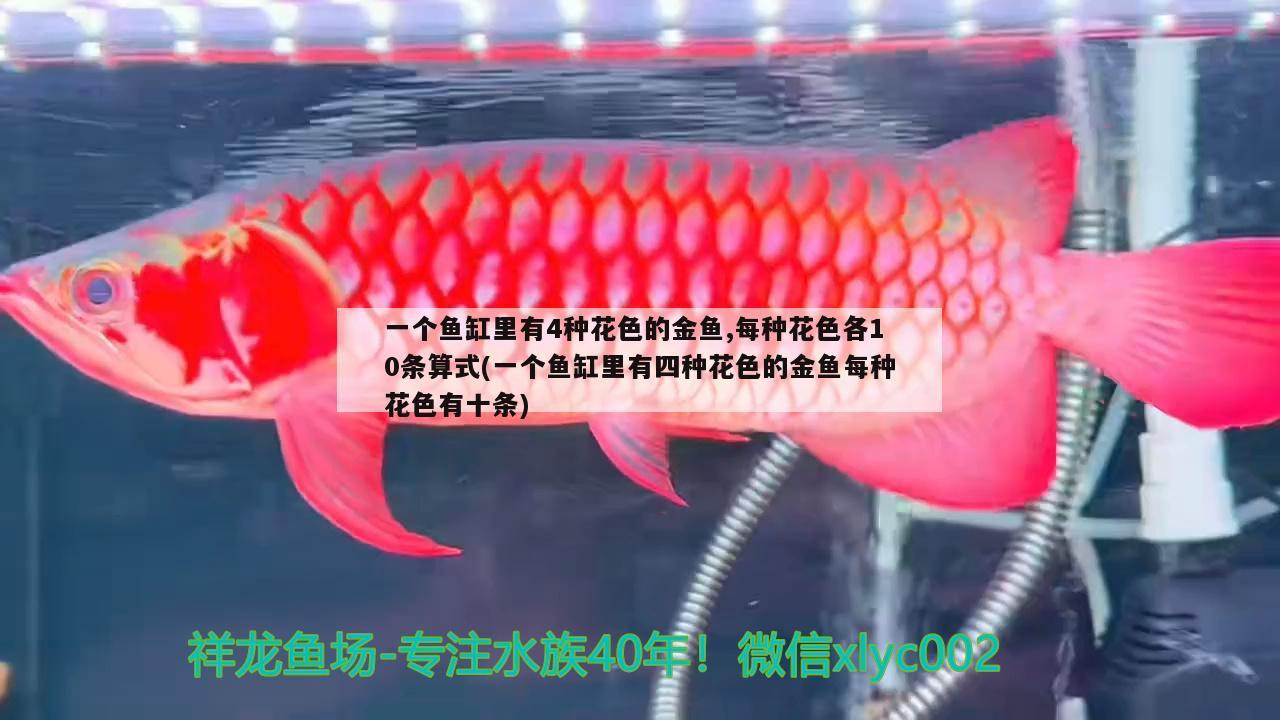 一個魚缸里有4種花色的金魚,每種花色各10條算式(一個魚缸里有四種花色的金魚每種花色有十條)