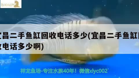 宜昌二手魚(yú)缸回收電話多少(宜昌二手魚(yú)缸回收電話多少啊)