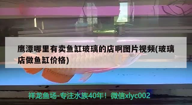 鷹潭哪里有賣魚缸玻璃的店啊圖片視頻(玻璃店做魚缸價格) 藍(lán)底過背金龍魚