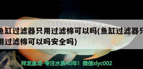 魚缸過濾器只用過濾棉可以嗎(魚缸過濾器只用過濾棉可以嗎安全嗎)