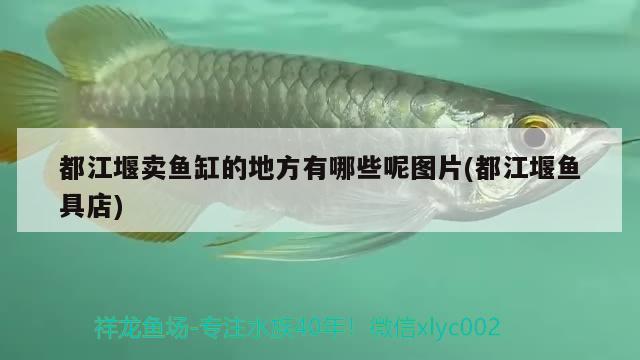 都江堰賣魚缸的地方有哪些呢圖片(都江堰魚具店) 觀賞魚批發(fā)