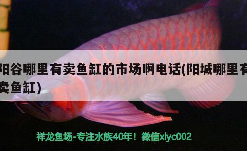 陽谷哪里有賣魚缸的市場啊電話(陽城哪里有賣魚缸) 蝴蝶鯉