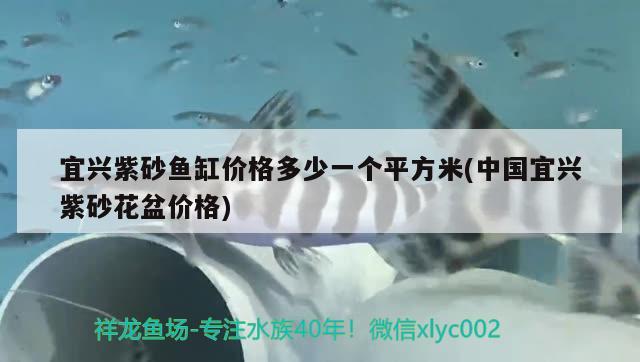 宜興紫砂魚缸價(jià)格多少一個(gè)平方米(中國宜興紫砂花盆價(jià)格) 綠皮皇冠豹魚