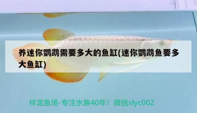 養(yǎng)迷你鸚鵡需要多大的魚缸(迷你鸚鵡魚要多大魚缸)