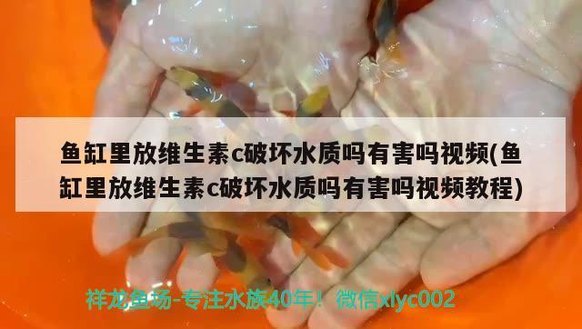 魚缸里放維生素c破壞水質(zhì)嗎有害嗎視頻(魚缸里放維生素c破壞水質(zhì)嗎有害嗎視頻教程)