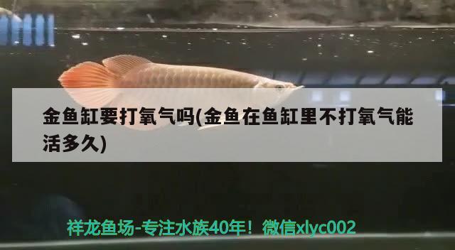 金魚缸要打氧氣嗎(金魚在魚缸里不打氧氣能活多久)