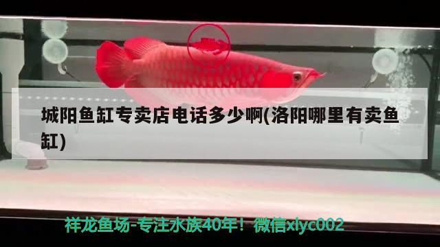 城陽魚缸專賣店電話多少啊(洛陽哪里有賣魚缸)