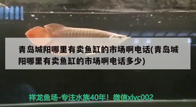 青島城陽哪里有賣魚缸的市場啊電話(青島城陽哪里有賣魚缸的市場啊電話多少) 球鯊魚