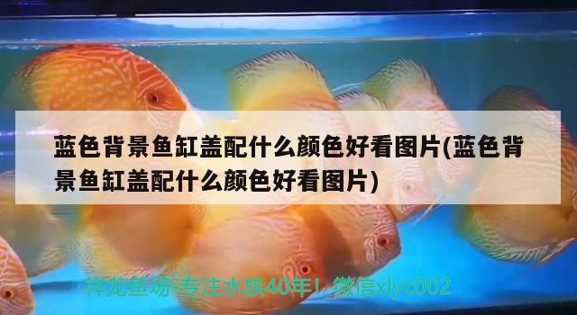 藍(lán)色背景魚缸蓋配什么顏色好看圖片(藍(lán)色背景魚缸蓋配什么顏色好看圖片) 羅漢魚