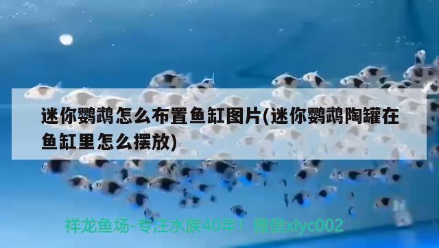 迷你鸚鵡怎么布置魚缸圖片(迷你鸚鵡陶罐在魚缸里怎么擺放)