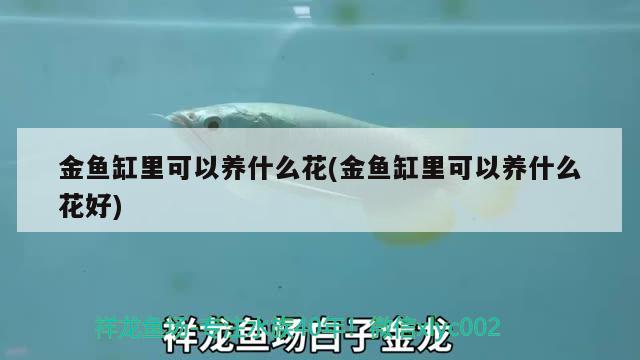 金魚缸里可以養(yǎng)什么花(金魚缸里可以養(yǎng)什么花好) 撒旦鴨嘴魚