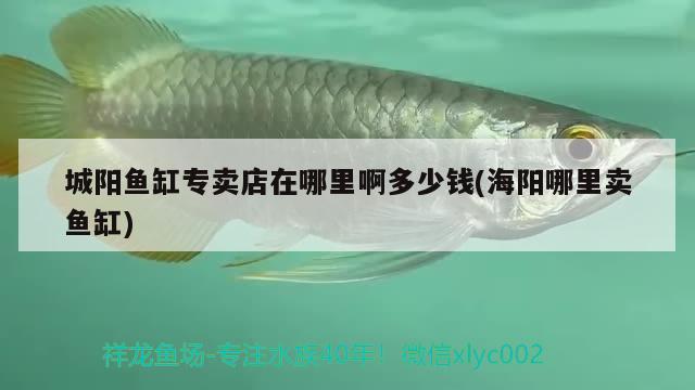 城陽魚缸專賣店在哪里啊多少錢(海陽哪里賣魚缸) 南美異型魚