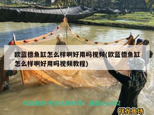 歐藍德魚缸怎么樣啊好用嗎視頻(歐藍德魚缸怎么樣啊好用嗎視頻教程) 粗線銀版魚