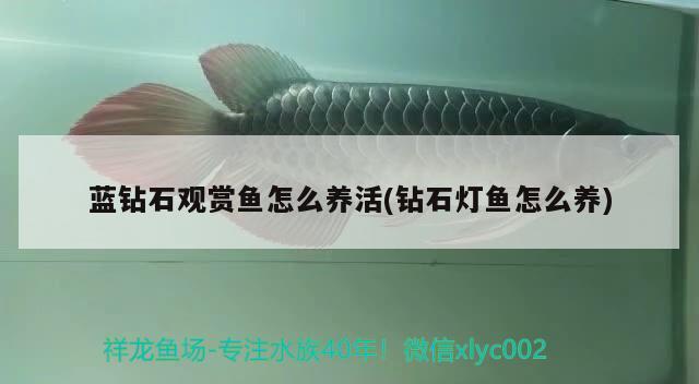 藍(lán)鉆石觀賞魚(yú)怎么養(yǎng)活(鉆石燈魚(yú)怎么養(yǎng))