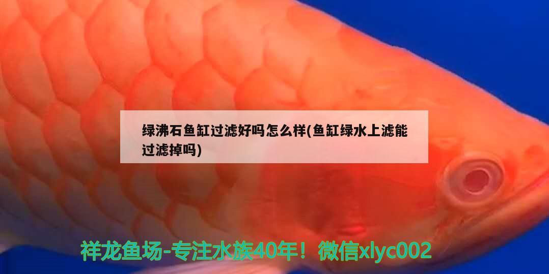 綠沸石魚缸過濾好嗎怎么樣(魚缸綠水上濾能過濾掉嗎) 野生地圖魚