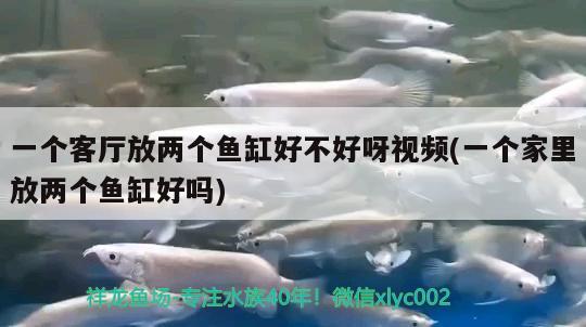 一個客廳放兩個魚缸好不好呀視頻(一個家里放兩個魚缸好嗎) 狗仔招財貓魚