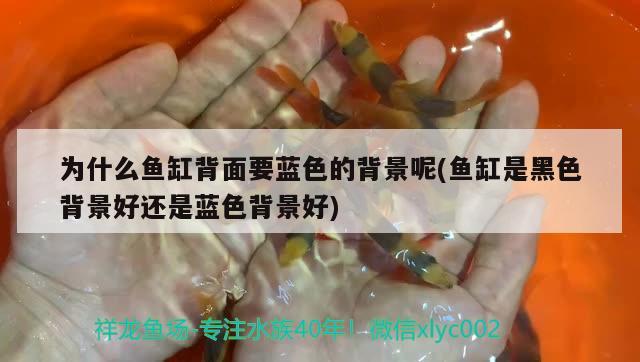 為什么魚缸背面要藍(lán)色的背景呢(魚缸是黑色背景好還是藍(lán)色背景好)