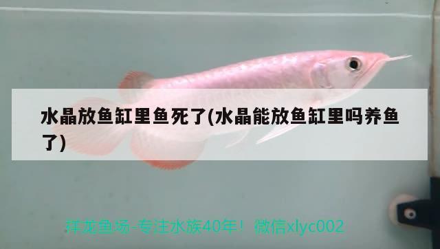 水晶放魚缸里魚死了(水晶能放魚缸里嗎養(yǎng)魚了)