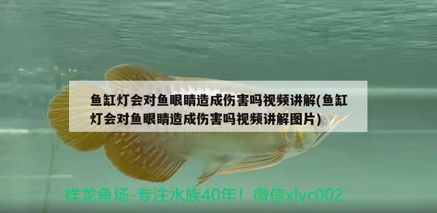 魚缸燈會(huì)對(duì)魚眼睛造成傷害嗎視頻講解(魚缸燈會(huì)對(duì)魚眼睛造成傷害嗎視頻講解圖片)