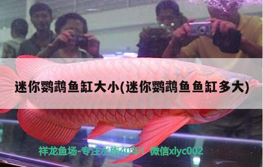 迷你鸚鵡魚(yú)缸大小(迷你鸚鵡魚(yú)魚(yú)缸多大) 鸚鵡魚(yú)