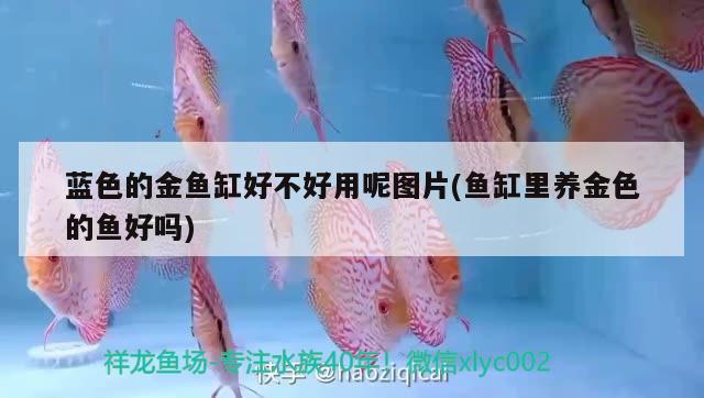 藍(lán)色的金魚(yú)缸好不好用呢圖片(魚(yú)缸里養(yǎng)金色的魚(yú)好嗎)