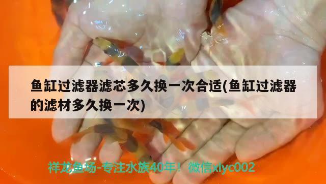 魚缸過濾器濾芯多久換一次合適(魚缸過濾器的濾材多久換一次) 元寶鳳凰魚