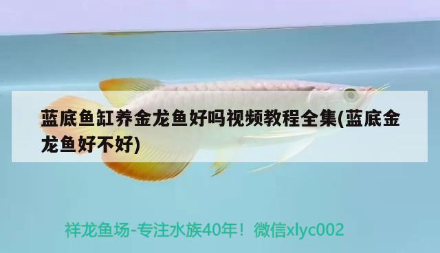 藍(lán)底魚(yú)缸養(yǎng)金龍魚(yú)好嗎視頻教程全集(藍(lán)底金龍魚(yú)好不好) 超血紅龍魚(yú) 第1張