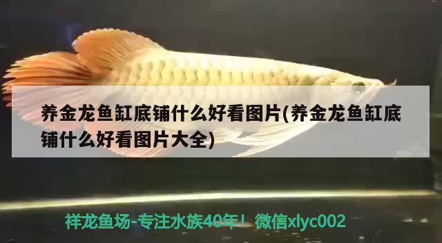 養(yǎng)金龍魚缸底鋪什么好看圖片(養(yǎng)金龍魚缸底鋪什么好看圖片大全) 祥龍金禾金龍魚