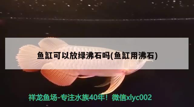 魚缸可以放綠沸石嗎(魚缸用沸石) 金頭過背金龍魚