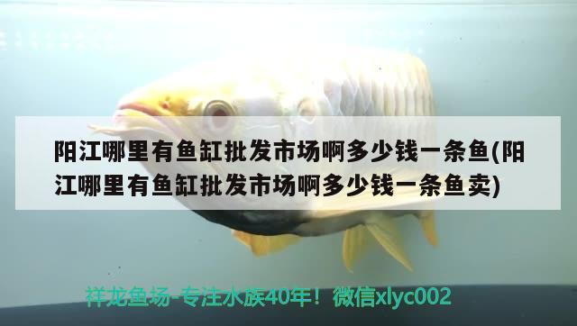 陽江哪里有魚缸批發(fā)市場啊多少錢一條魚(陽江哪里有魚缸批發(fā)市場啊多少錢一條魚賣) 泰龐海蓮魚