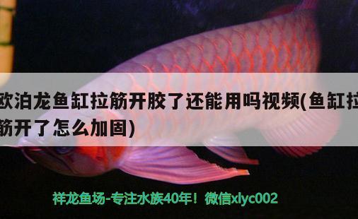 歐泊龍魚缸拉筋開膠了還能用嗎視頻(魚缸拉筋開了怎么加固)