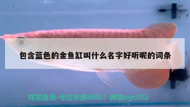 包含藍色的金魚缸叫什么名字好聽呢的詞條 野彩魚