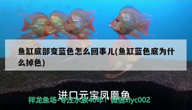 魚(yú)缸底部變藍(lán)色怎么回事兒(魚(yú)缸藍(lán)色底為什么掉色) 野生埃及神仙魚(yú)