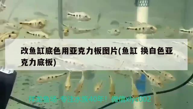 改魚缸底色用亞克力板圖片(魚缸換白色亞克力底板)