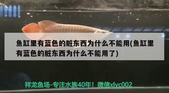 魚缸里有藍色的臟東西為什么不能用(魚缸里有藍色的臟東西為什么不能用了)