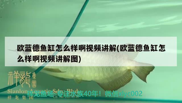 歐藍(lán)德魚(yú)缸怎么樣啊視頻講解(歐藍(lán)德魚(yú)缸怎么樣啊視頻講解圖)