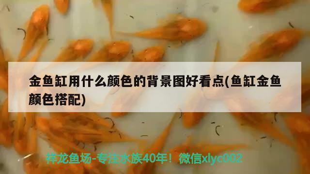 金魚缸用什么顏色的背景圖好看點(diǎn)(魚缸金魚顏色搭配) 黃金鴨嘴魚