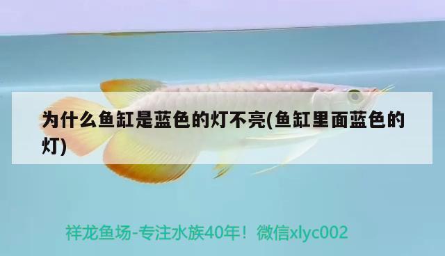 為什么魚缸是藍色的燈不亮(魚缸里面藍色的燈) 斯維尼關(guān)刀魚